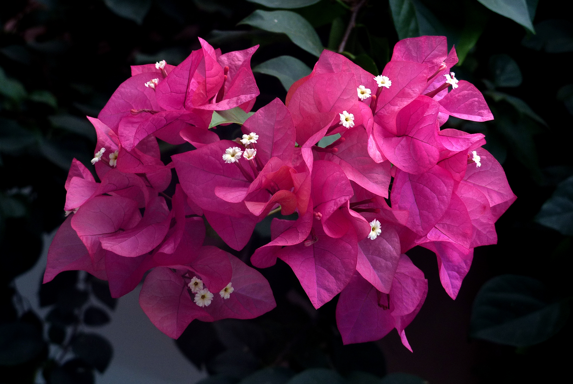 Bougainvillea